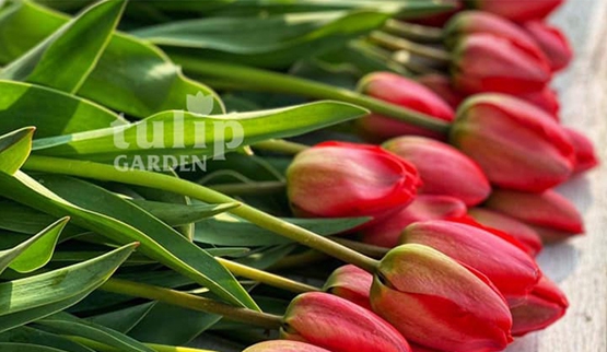 TulipGarden- Tulpenlese 