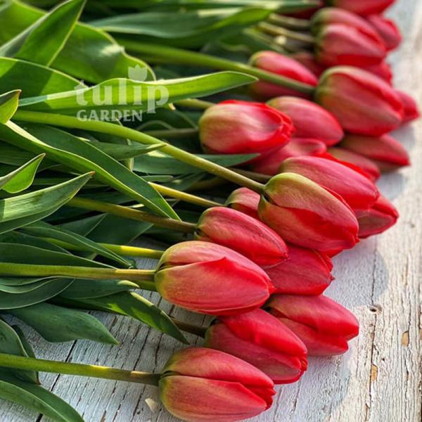 TulipGarden - tulipánszüret 2022.