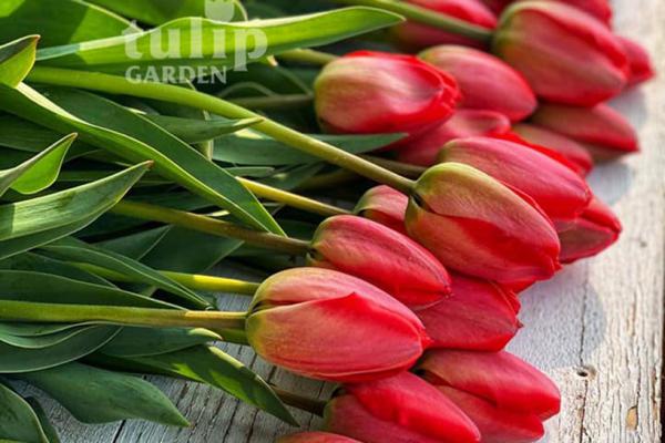 TulipGarden- Tulpenlese