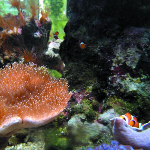 Zamárdi - Tengeri akvárium
